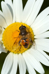 Hoverfly on a daisy flower at Mt. Sunapee, New Hampshire.