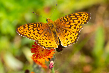Great spangled fritillary butterfly on an orange hawkweed, New Hampshire.