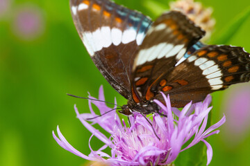 White admiral butterfly foraging on bee balm in New Hampshire.
