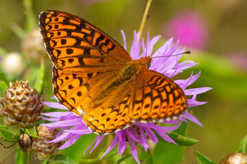 Great spangled fritillary butterfly on bee balm in New Hampshire.