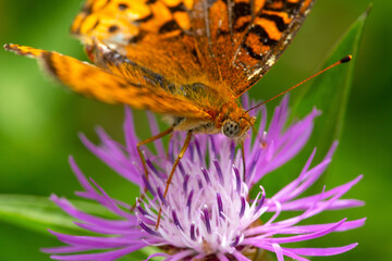 Fototapeta na wymiar Great spangled fritillary butterfly on bee balm in New Hampshire.