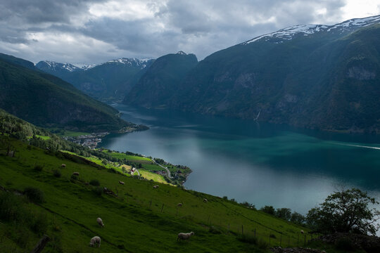General view of Fjord. A green meadow with flock of sheep foreground.