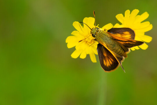 Common branded skipper butterfly on a yellow hawkweed, New Hampshire.