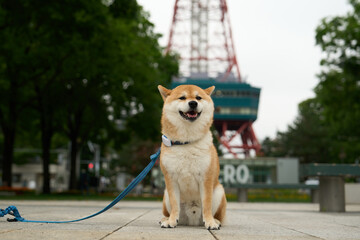 柴犬と観光地