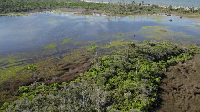 Flying over dense thick Florida forest then over shallow water natural gulf coast bay and estuary