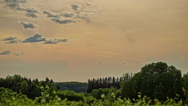 Static shot of sparce white cloud movement in timelapse over wild flowers in full bloom in green grassland with the view of forest in the background during time.