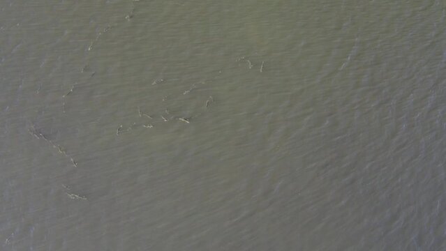 School of mullet fish staying in a fixed formation in a Florida bay