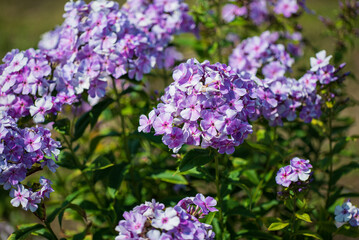 phlox flowers in the garden