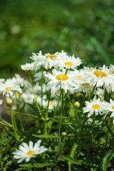 white daisy in the garden