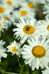 white daisy in the garden