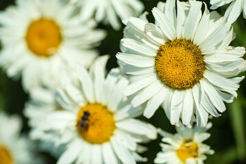 white daisy in the garden