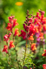 Colourful snapdragon flowers in the garden