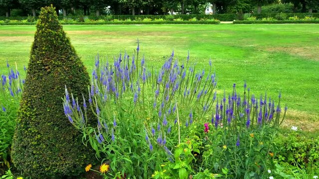 Bees flying on beautiful flowers in a garden in Berlin, Germany