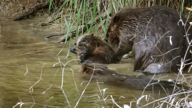 A family of North American Beaver, castor canadensis, grooming and cleaning in the water near the shore at famous beaver pond trail at Algonquin Provincial Park, Ontario, Canada.