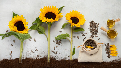 Composition with sunflowers on neutral background.