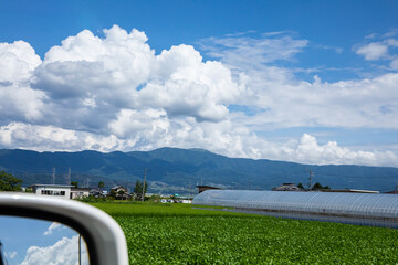 Fototapeta premium 緑の畑と夏の空 green field and summer sky