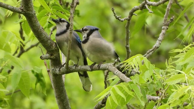 Bird feeding other food for chicks that are perched on tree branches. stock videos bird behavior in the wild. illustration of the love of animals for their children.