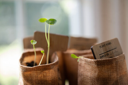 Seedlings growing indoors by window