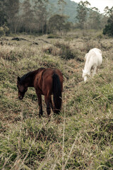 horses in the meadow