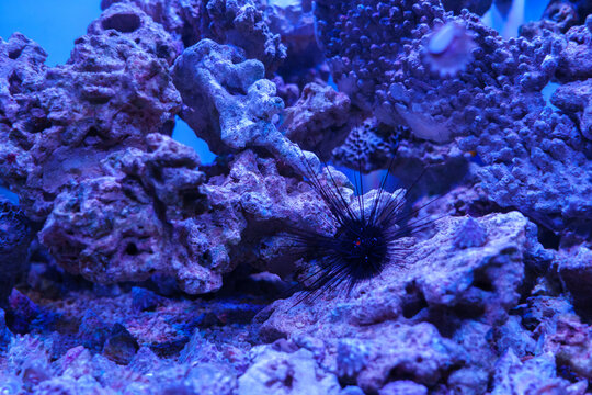 Cultured live sea urchins 