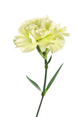 カーネーション　Dianthus caryophyllus