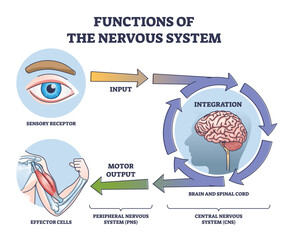 Functions of nervous system from receptor input to effector outline diagram. Labeled educational steps with sensory integration in brain and spinal cord and motor output with CNS vector illustration. - obrazy, fototapety, plakaty