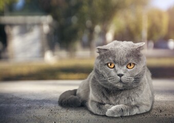 Beautiful cute cat relaxing outdoor