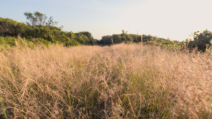 grass and sky