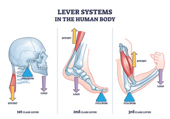 Lever systems in human body for neck, leg and arm movement outline diagram. Labeled educational scheme with biomechanics examples as effort, fulcrum or load force motion principle vector illustration. - obrazy, fototapety, plakaty