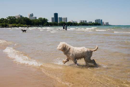 Goldendoodle Swimming In a Lake