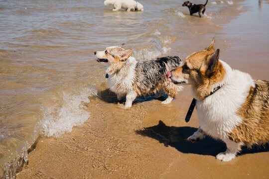 Small Dogs Swimming at the Beach