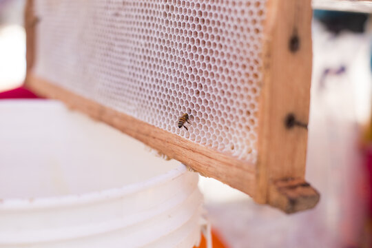 Abejas tomando miel de un panal en una feria. Concepto de ferias y tradiciones.