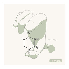 Hand holding chemical molecular formula of thymine - DNA and RNA nitrogen base