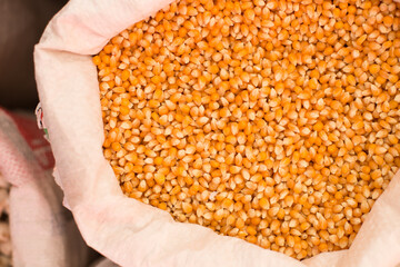 Maiz para hacer Pop Corn dentro de un costal. concepto de alimentos.