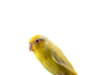 Tiny yellow parrot parakeet Forpus bird, white isolation background.