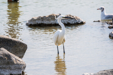 The small white heron or Little egret stands in the lake