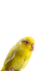 Tiny yellow parrot parakeet Forpus bird, white isolation background.