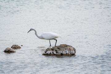 The small white heron or Little egret stands in the lake