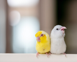 Pair of tiny parrot parakeet white and yellow Forpus bird.