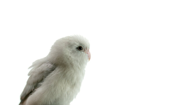 Tiny white parrot parakeet Forpus bird, white isolation background.