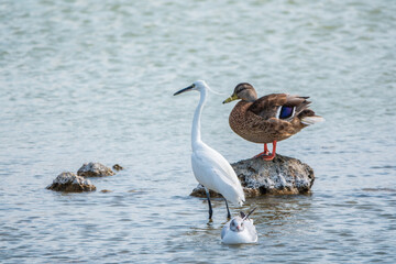 The small white heron or Little egret stands in the lake