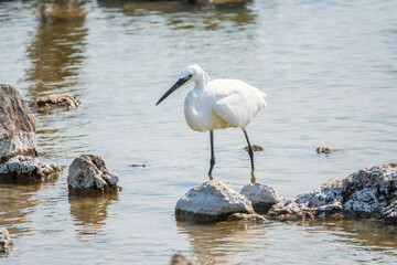 The small white heron or Little egret stands in the lake