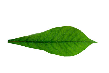 Fototapeta na wymiar Green cassava leaf stripes isolated on a white background.