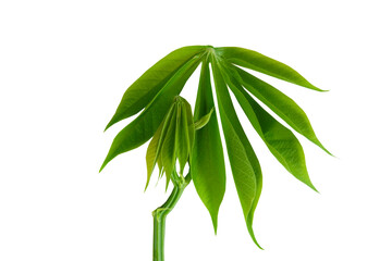 Green cassava leaves isolated on a white background.