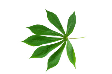 Fototapeta na wymiar Green cassava leaves isolated on a white background.