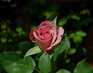 Close up photo of pink rose among green leaves in the morning garden.