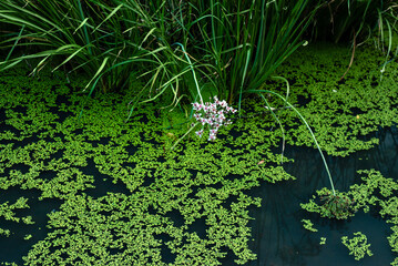 Common duckweed green  ( Lemna minor L. ) floating on water in the pond texture. background, rush (Butomus umbellatus)   Dniester