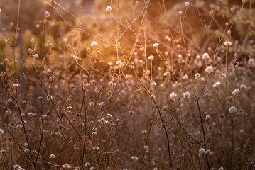 White cephalaria leucantha, Meadow. morning sunlight sunrise Wild flowers and plants sunset, Autumn field sunset background wallpaper bushgrass Giant scabious warm