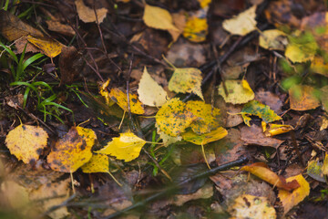 leaves in the autumn forest