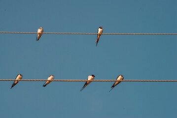 Barn swallow resting and playing on a cable. A fairly large, colorful swallow. Usually easy to identify with its long, forked tail and dark rump. row Moldova